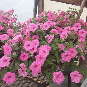 Meet your Posher, Julia